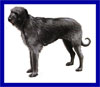 Click here for more detailed Irish Wolfhound breed information and available puppies, studs dogs, clubs and forums